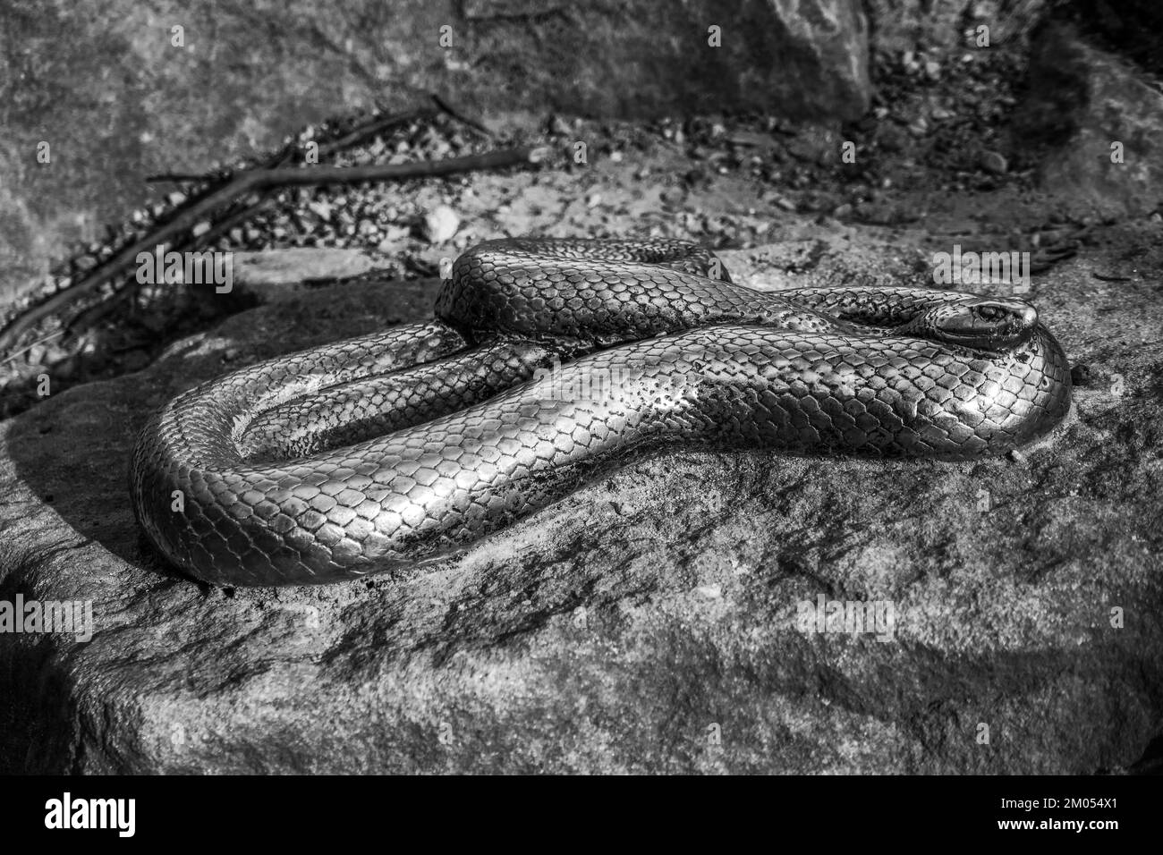 Une sculpture métallique ou une statue de serpent sur un rocher en Australie Banque D'Images