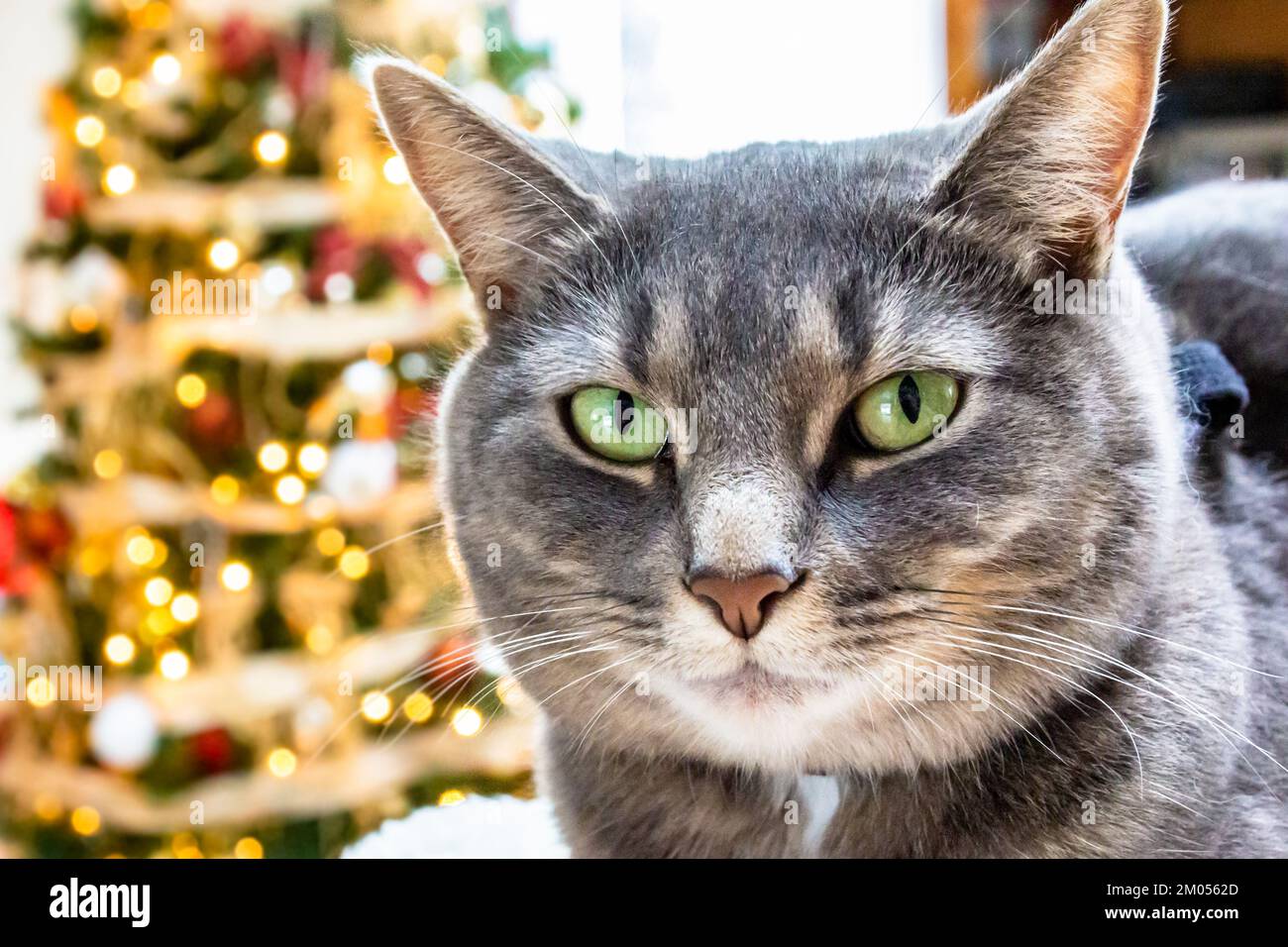 Chat sur le canapé devant l'arbre de Noël. Chat gris avec les yeux verts. Banque D'Images