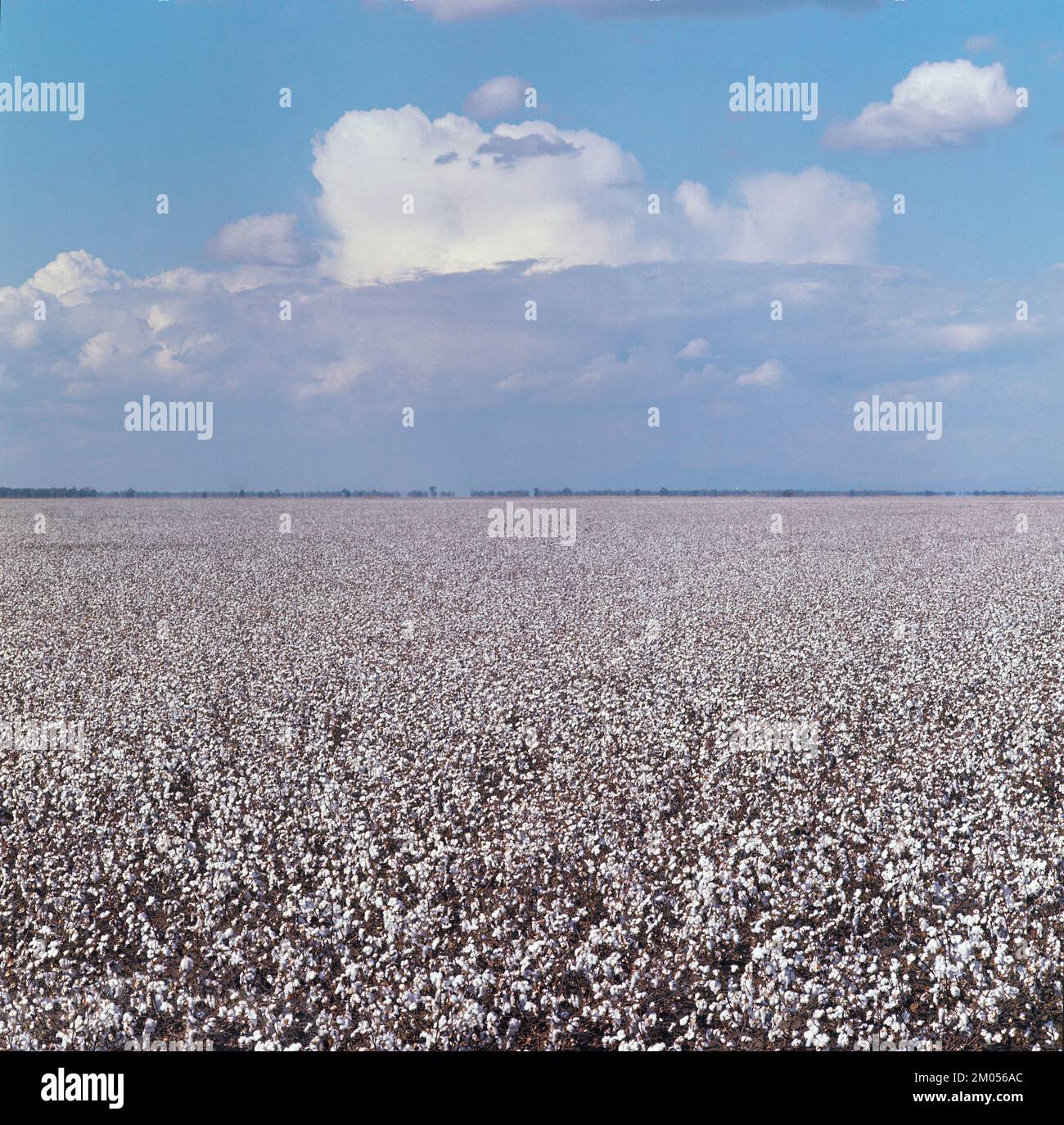 Australie. Agriculture. Champ de coton. Banque D'Images