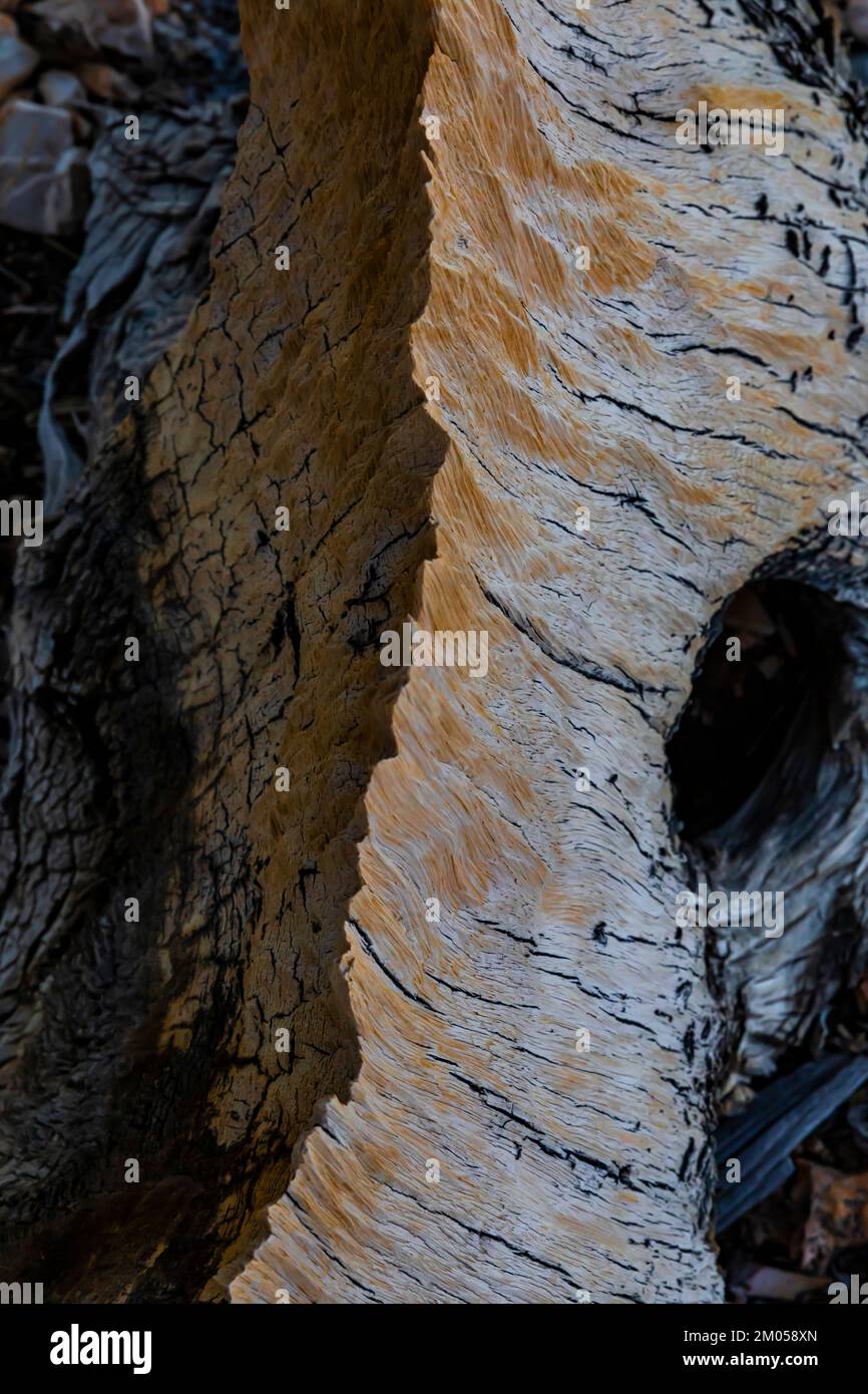 Bois de pin de Bristlecone blagé par le vent et la glace dans l'ancienne forêt de pins de Bristlecone, forêt nationale d'Inyo, Californie, États-Unis Banque D'Images