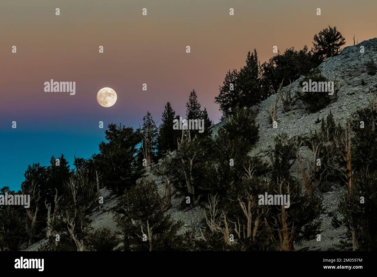 Lever de lune au crépuscule sur le Patriarche Grove, forêt de pins de Bristlecone antique, forêt nationale d'Inyo, Californie, États-Unis Banque D'Images