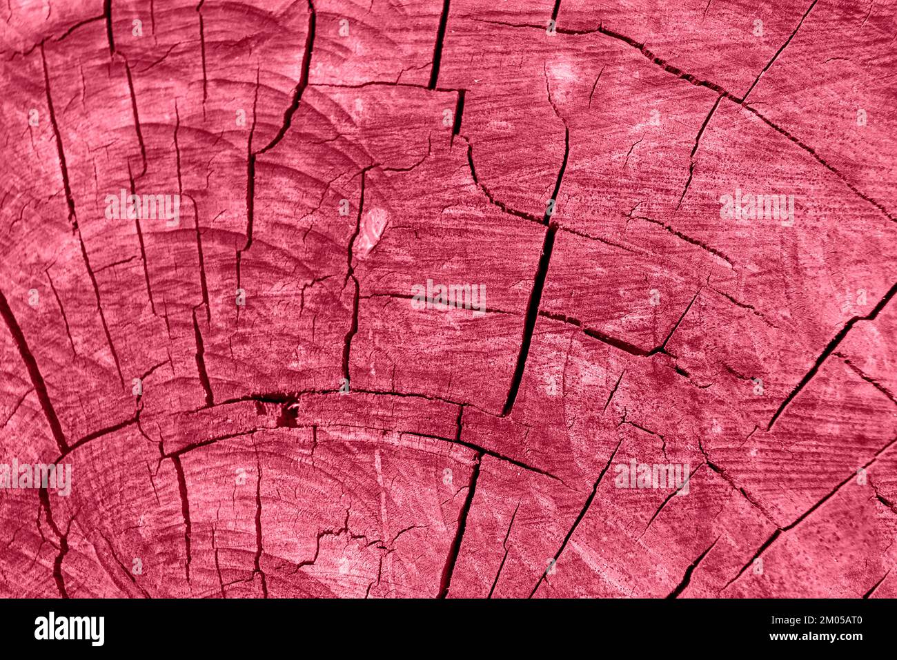 Texture en bois naturellement abîmée avec des fissures radiales comme arrière-plan ou papier peint. Ton tendance en couleur 2023 Viva Magenta. Espace vide pour le texte ou les dési Banque D'Images