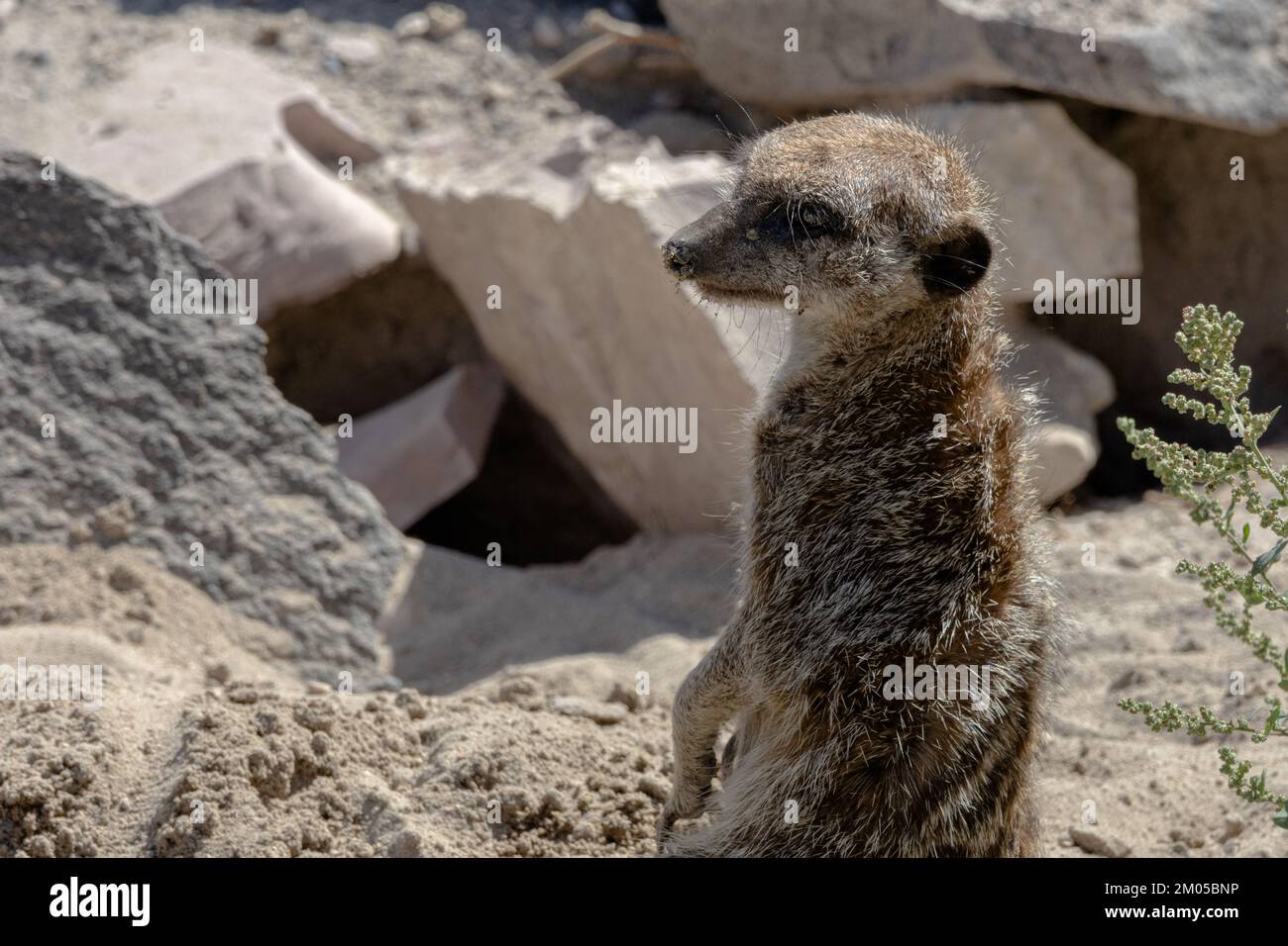Meerkat debout sur les pierres. Suricata suricata Banque D'Images