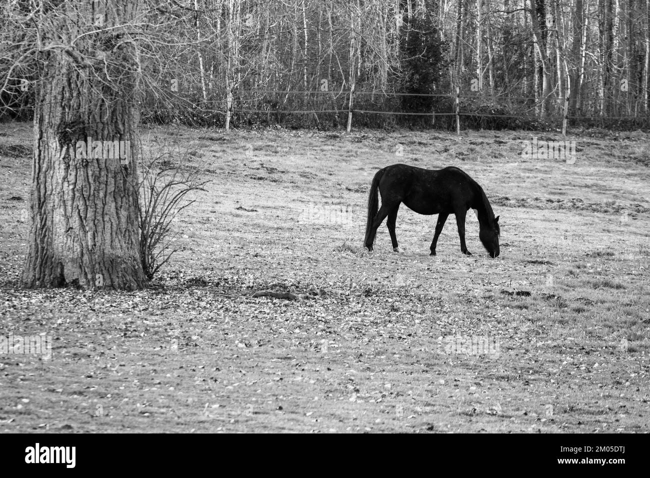 Cheval noir dans un champ Banque D'Images