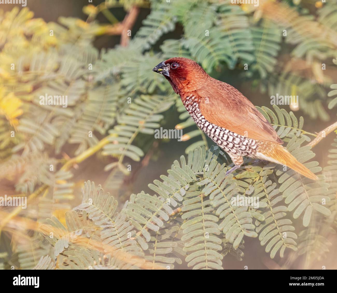 Une munia fraiciée sur un arbre de brousse reposant Banque D'Images