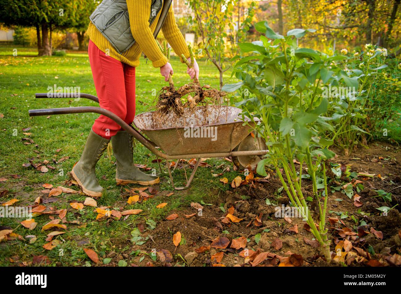 Femme mettant des tubercules dahlia fraîchement levés prêts à être lavés et préparés pour l'entreposage hivernal dans une brouette. Emplois de jardinage d'automne. Hivernage Banque D'Images