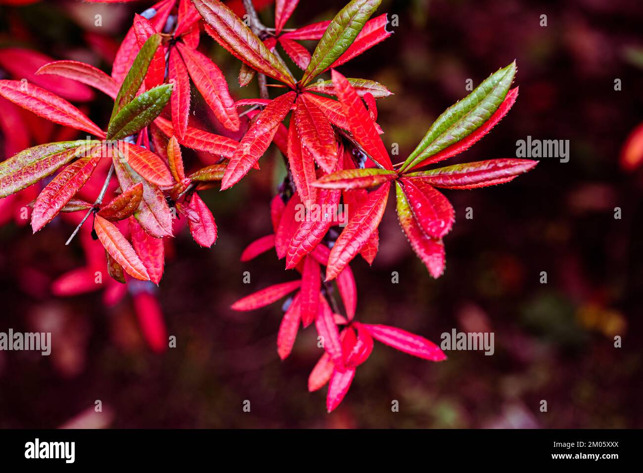 buisson berberis Julianae avec feuilles rouges au printemps Banque D'Images