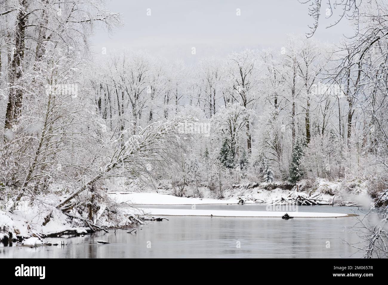 Après une chute de neige fraîche en hiver, les arbres et les berges de la rivière Snoqualmie ont été couverts de neige Banque D'Images