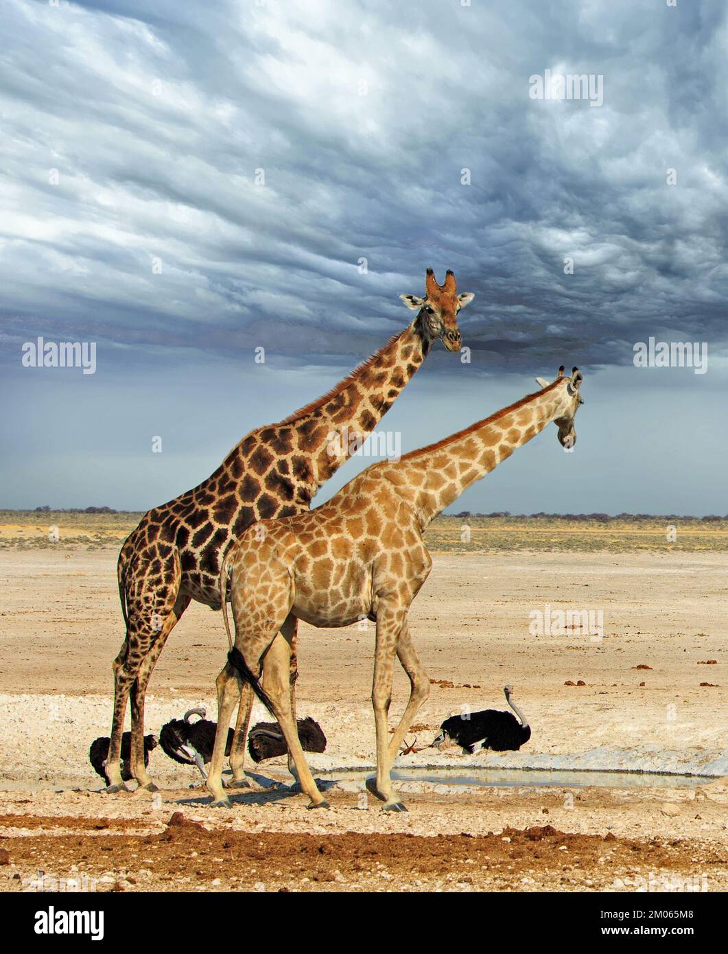 Deux girafes avec un petit troupeau d'Ostrich en arrière-plan. Il y a une savane sèche naturelle et un fond gris menaçant de ciel. Banque D'Images