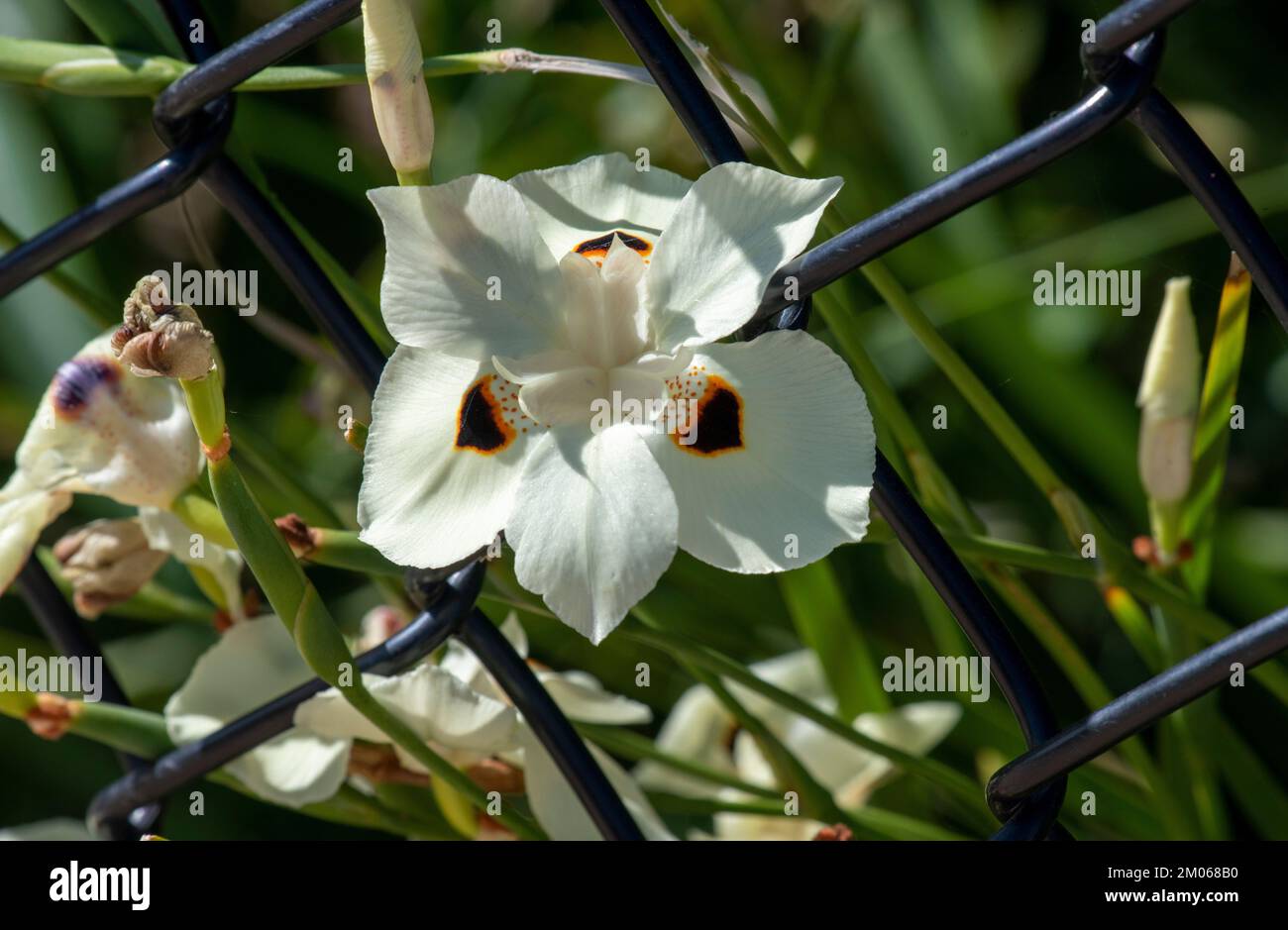 Gros plan d'un jaune pâle crémeux avec des taches marron foncé d'un dietes bicolore à Sydney, Nouvelle-Galles du Sud, Australie (photo de Tara Chand Malhotra) Banque D'Images