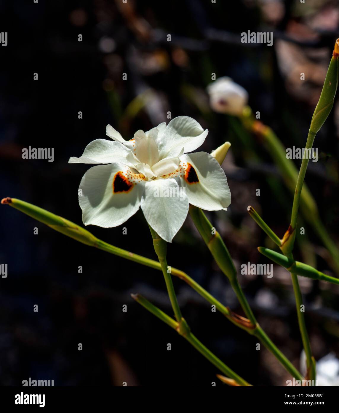 Gros plan d'un jaune pâle crémeux avec des taches marron foncé d'un dietes bicolore à Sydney, Nouvelle-Galles du Sud, Australie (photo de Tara Chand Malhotra) Banque D'Images