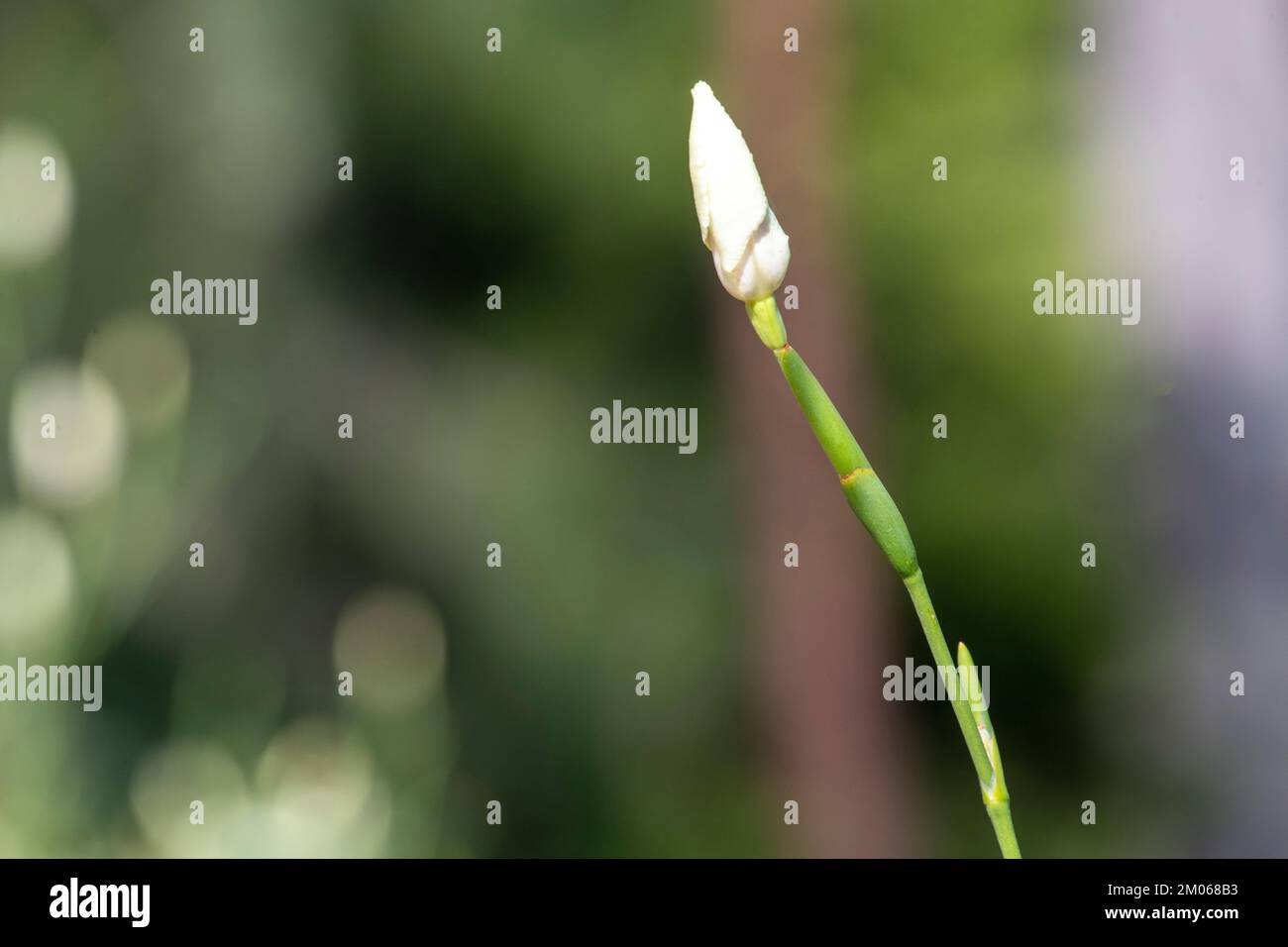 Bourgeon d'un jaune pâle et crémeux avec des taches marron foncé d'un dietes bicolore à Sydney, Nouvelle-Galles du Sud, Australie (photo de Tara Chand Malhotra) Banque D'Images
