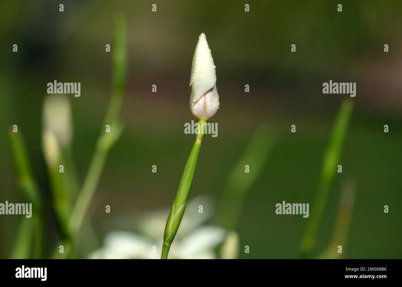 Bourgeon d'un jaune pâle et crémeux avec des taches marron foncé d'un dietes bicolore à Sydney, Nouvelle-Galles du Sud, Australie (photo de Tara Chand Malhotra) Banque D'Images