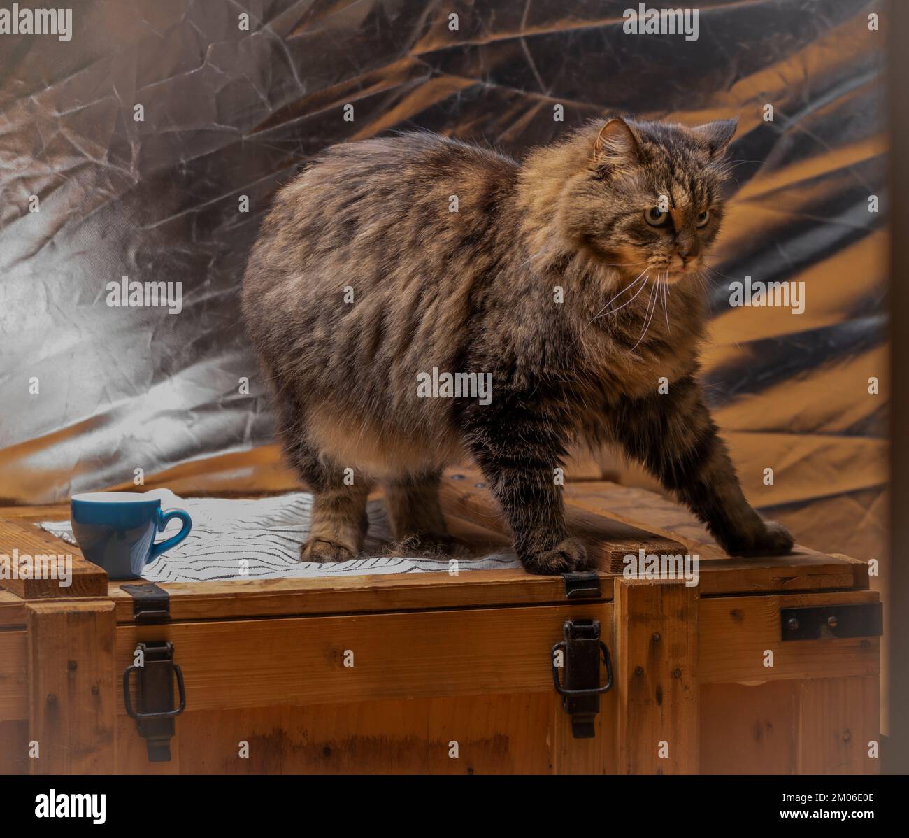 Chat brun tabby avec longue queue poilue et fond argenté clair Banque D'Images