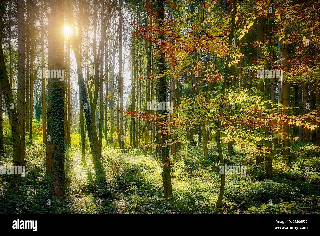 DE - BAVIÈRE: Forêt automnale sur Buchberg près de Bad Toelz, Oberbayern, Allemagne Banque D'Images