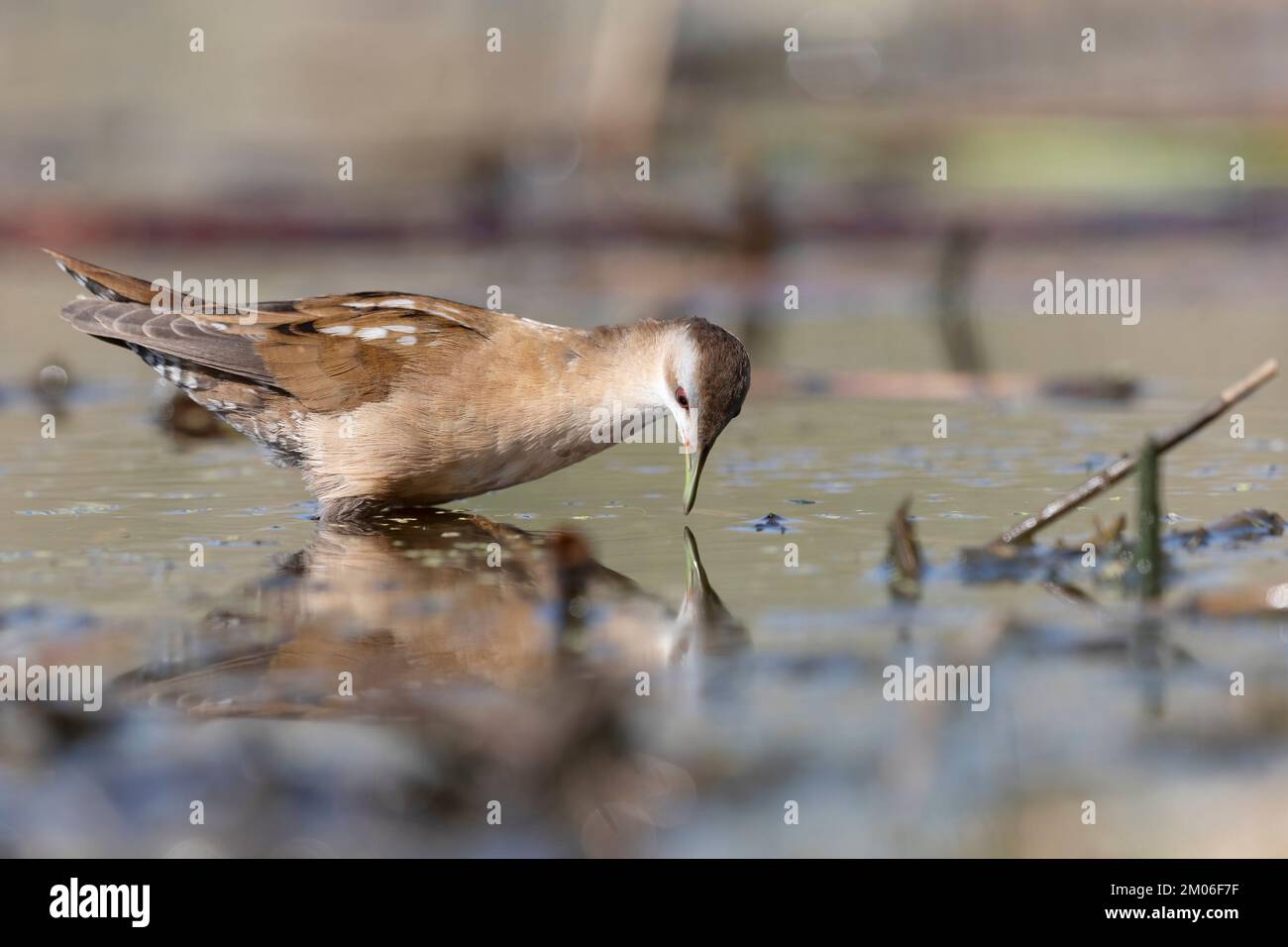 La petite femelle de crake (Zapornia parva). Banque D'Images