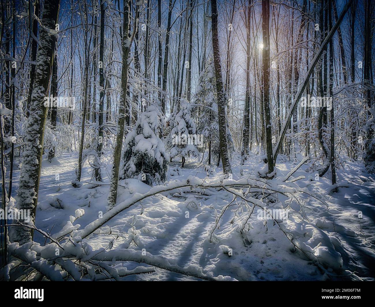 DE - BAVIÈRE: L'hiver dans la forêt de Bad Toelz Banque D'Images