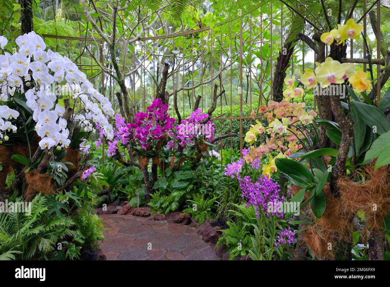 La National Orchid Garden (Orchidaceae), Singapour SIN Banque D'Images