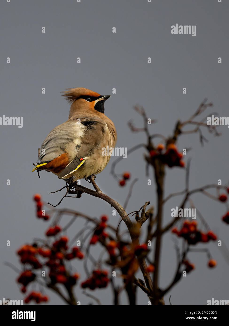 Waxwing Bombycilla garrulus perchée dans un arbre portant des baies sur Beeston Common, North Norfolk, Royaume-Uni Banque D'Images