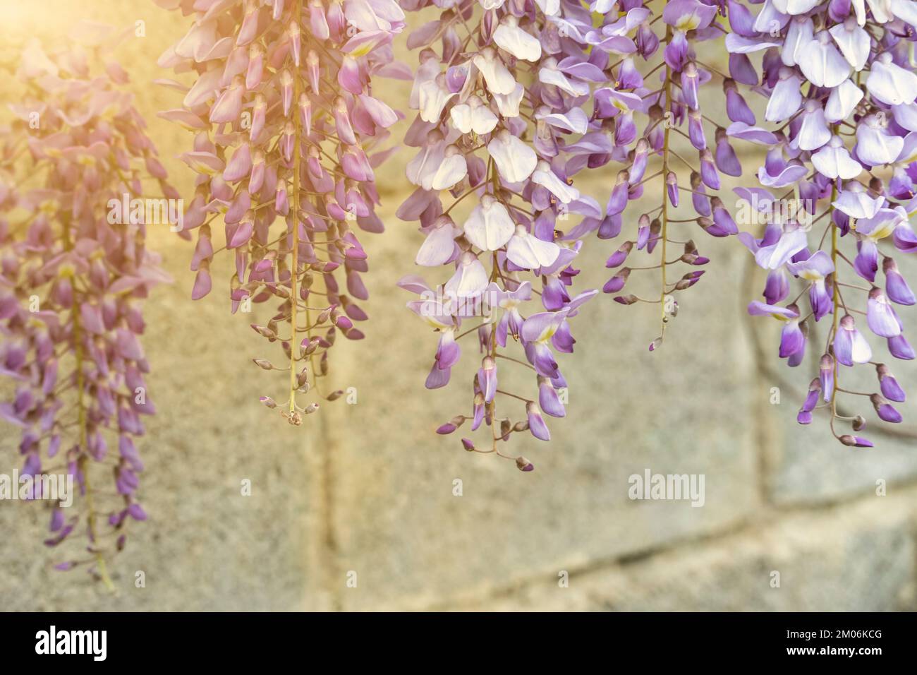 la glycine aux fleurs violettes panicule en pleine floraison devant un ciel bleu. Décoration naturelle avec fleur de Lila wisteria. Grand arbre de wisteria. Banque D'Images