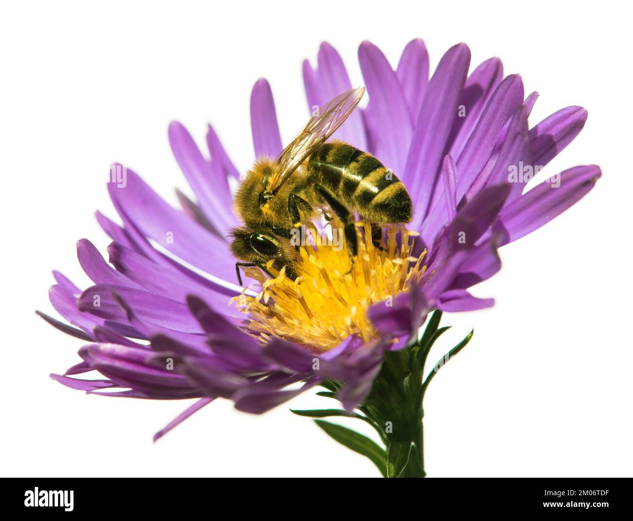 Abeille ou abeille en latin APIs mellifera, abeille européenne ou occidentale assise sur la fleur violette bleue ou violette isolée sur fond blanc Banque D'Images