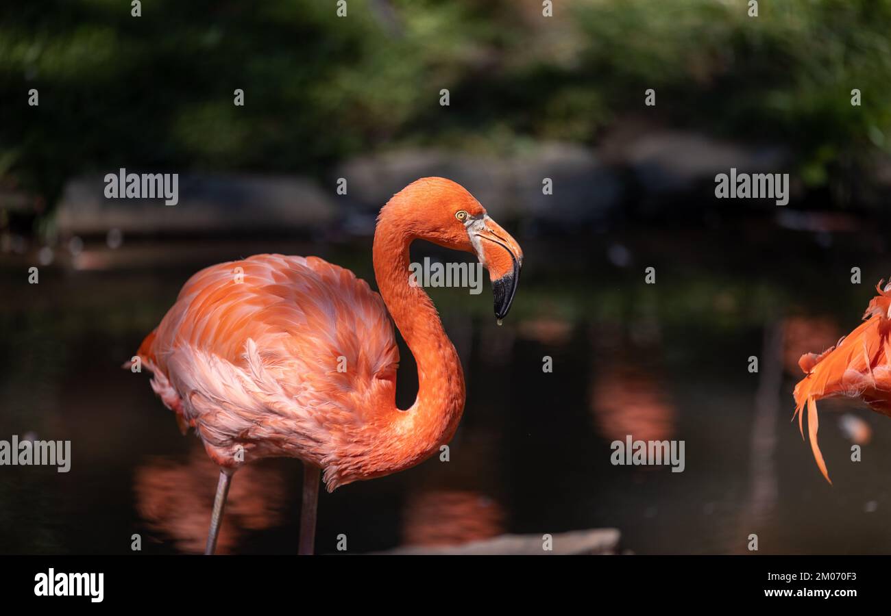 Flamingo américain dans la rivière Banque D'Images