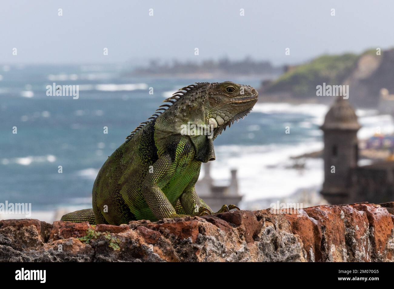 iguana à Porto Rico MORRO Banque D'Images