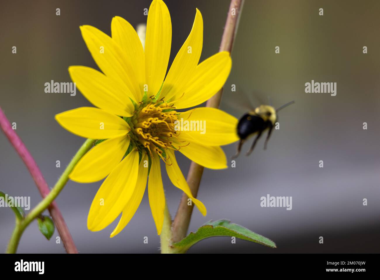 Abeille quittant et mangeant dans une fleur des Prairies Banque D'Images