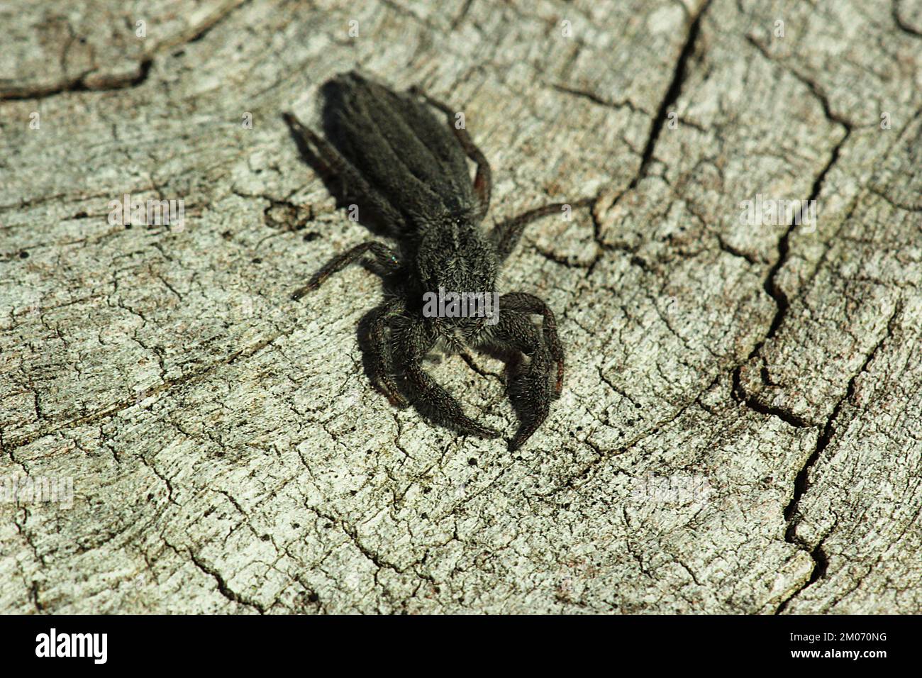 Araignée sauteuse plate (Holoplatys apressus) Banque D'Images