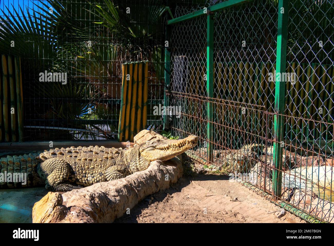 Un gros plan de crocodile endormi sur la terre Banque D'Images