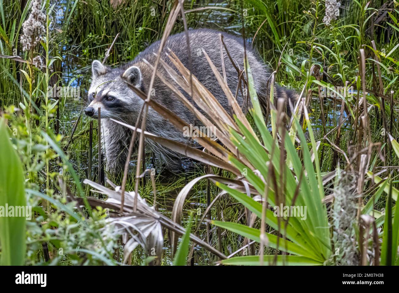 Raton laveur (loteur de Procyon) errant dans un marais de la réserve de Cradle Creek à Jacksonville Beach, Floride. (ÉTATS-UNIS) Banque D'Images