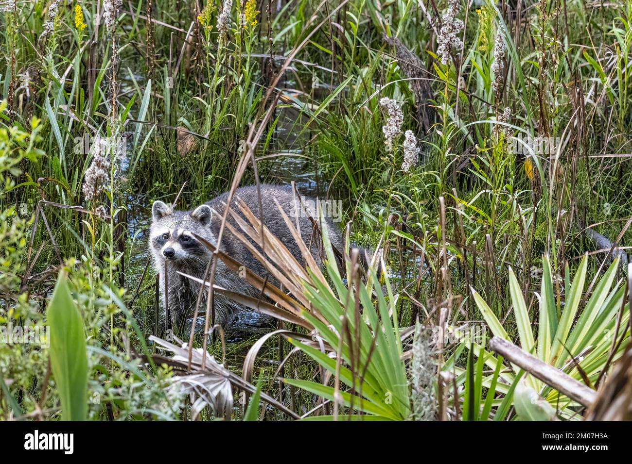 Raton laveur (loteur de Procyon) traversant un marais dans la réserve de Cradle Creek à Jacksonville Beach, Floride. (ÉTATS-UNIS) Banque D'Images