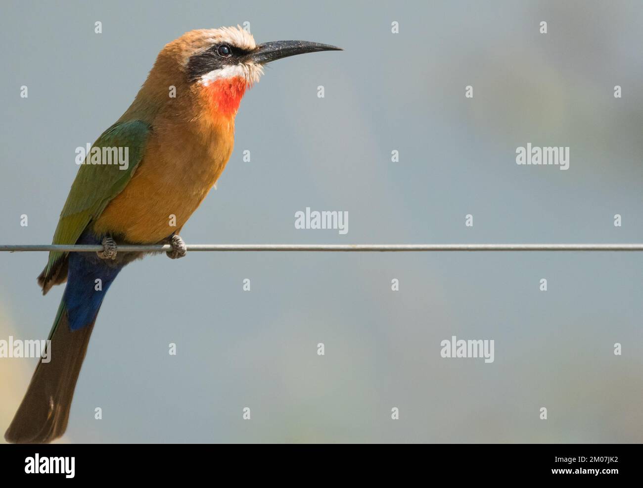 Gros plan sur une clôture en fil métallique dans la nature de Mpumalanga, en Afrique du Sud Banque D'Images