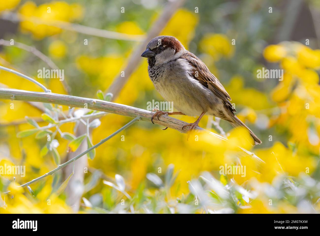 Bruant masculin [ Passer domesticus ] sur branche avec des fleurs jaunes vives hors foyer en arrière-plan Banque D'Images