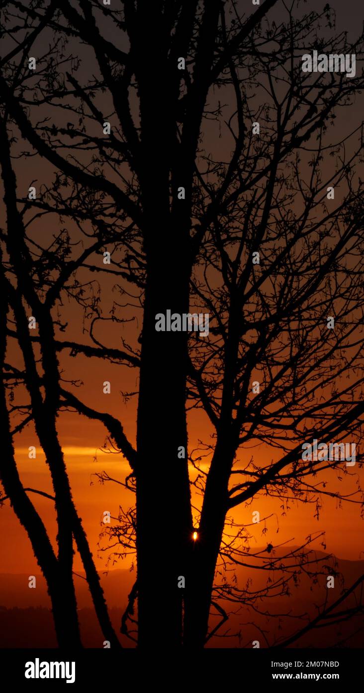 Silhouette d'un arbre pendant un beau coucher de soleil sur le Grand Vancouver, en Colombie-Britannique, au Canada Banque D'Images