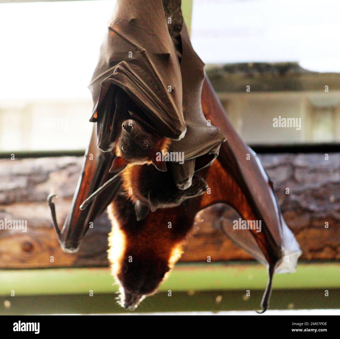 Renards volants indiens (Pteropus medius, anciennement Pteropus giganteus) suspendus d'une maille métallique dans un zoo : (pix Sanjiv Shukla) Banque D'Images