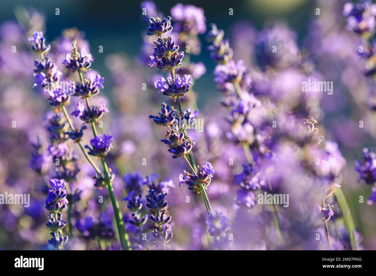 Lavandula (nom commun lavande) est un genre de 47 espèces connues de plantes à fleurs de la famille des menthe, les Lamiaceae Banque D'Images