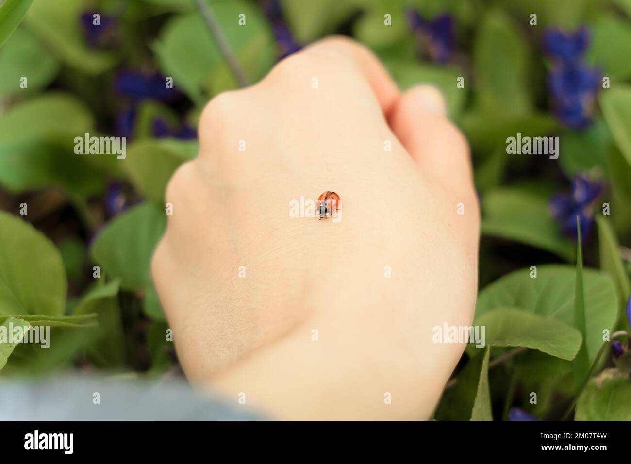 Gros plan coccinelle en main Banque D'Images