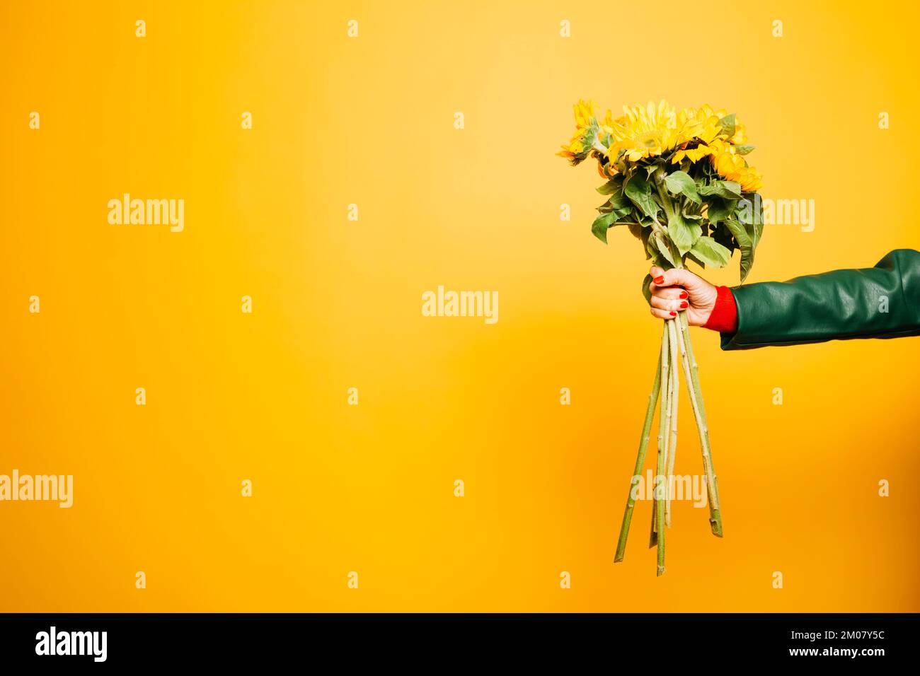 Mains d'une femme âgée portant un bouquet de tournesol sur fond jaune Banque D'Images