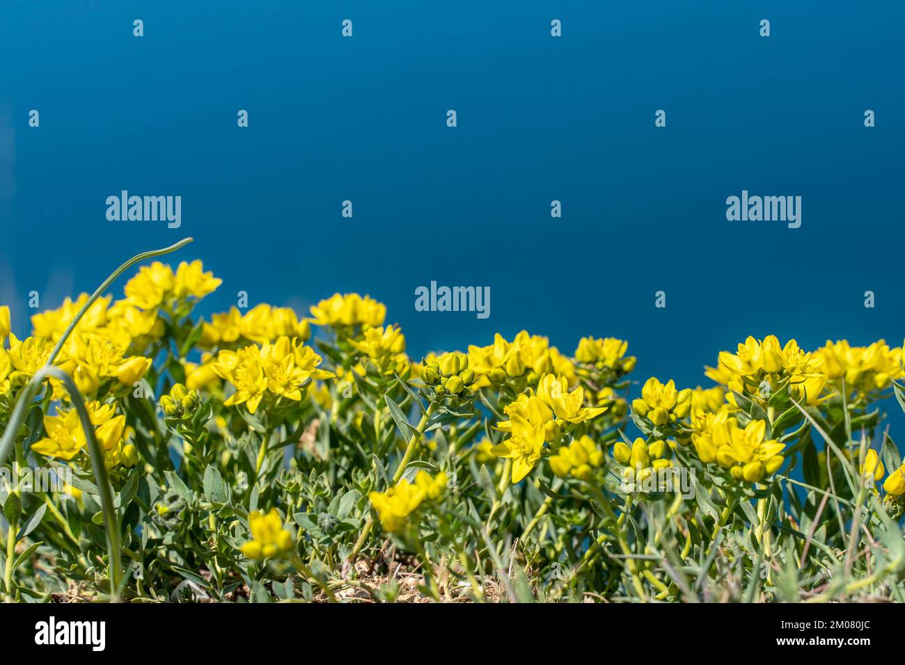 Bush de fleurs jaunes sur le fond de la mer bleue. Paysage de buissons fleuris sur la montagne. Panorama sur la mer. Placer l'étiquette. Banque D'Images