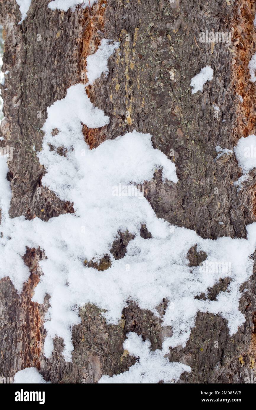 Neige sur l'écorce de sapin de Douglas des montagnes Rocheuses, Pseudotsuga menziesii var. Glauca, le jour d'hiver de la terre, Troy, Montana. Royaume: Plantae clade: Trache Banque D'Images