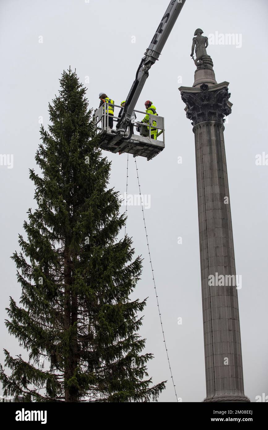 Workman dans un préparateur de cerises, placez les lumières de Noël sur un arbre de 25 mètres de haut sur Trafalgar Square, le cadeau annuel du peuple norvégien à Londres Banque D'Images