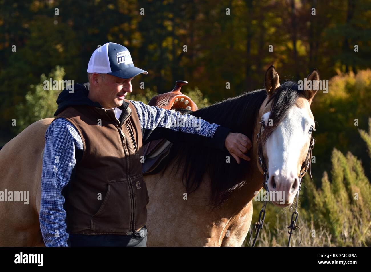 American Quarter Horse étalon dans l'entraînement pour l'équitation de l'Ouest, le contact et la relation par le contact et la louange entre le stalion et l'entraîneur, Rhinel Banque D'Images