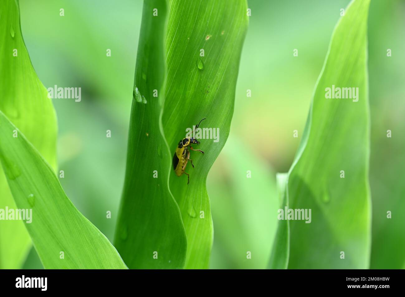 Bug sur une feuille jaune Banque D'Images