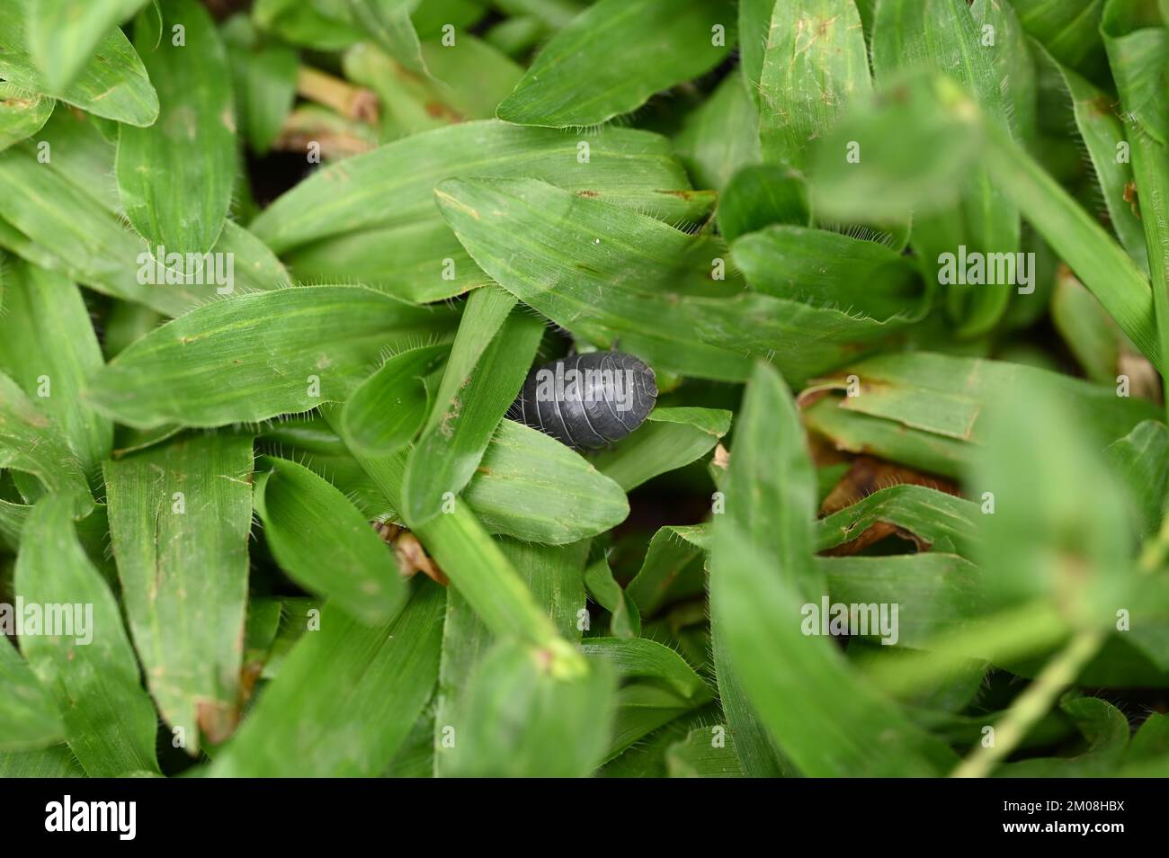 un petit insecte qui se hante dans l'herbe Banque D'Images