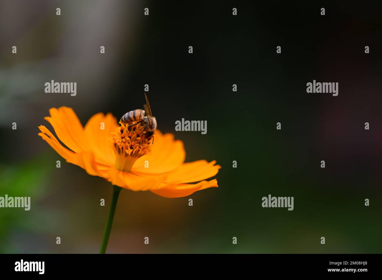 Fleurs printanières et vue macro d'une abeille Banque D'Images