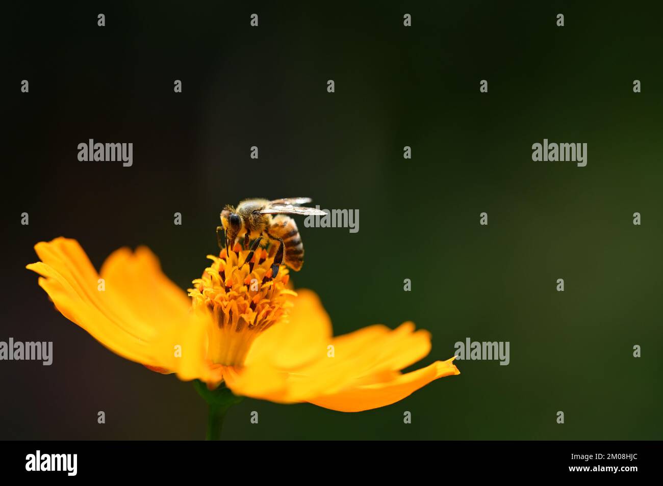 Fleurs printanières et vue macro d'une abeille Banque D'Images