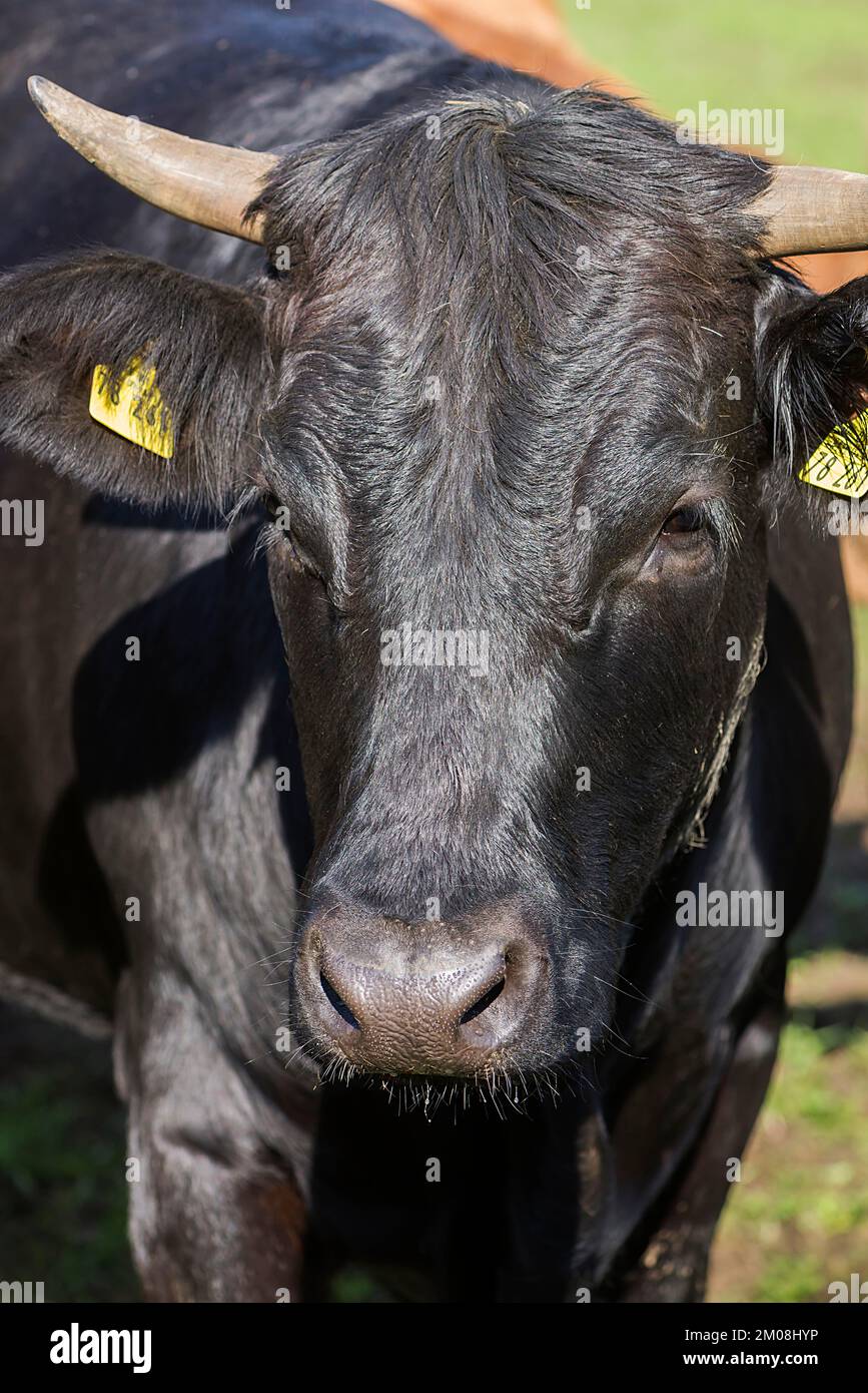 Portrait d'une vache noire, Franconie, Bavière, Allemagne, Europe Banque D'Images