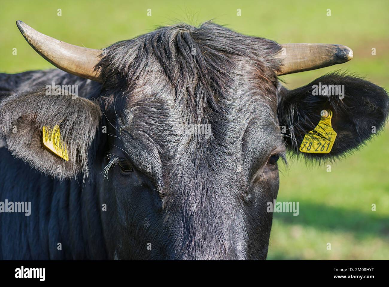 Portrait d'une vache noire, Franconie, Bavière, Allemagne, Europe Banque D'Images