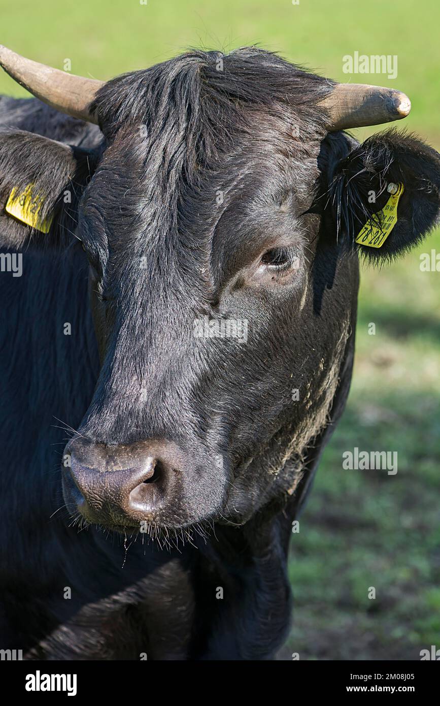 Portrait d'une vache noire, Franconie, Bavière, Allemagne, Europe Banque D'Images